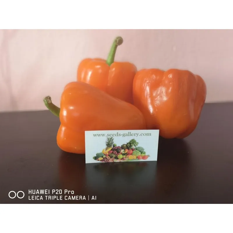 Red Giant Monster söt paprika frön