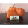 Red Giant Monster Sweet Pepper Seeds