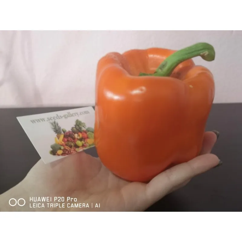 Red Giant Monster Sweet Pepper Seeds