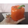 Price: €1.85 - Slatka babura seme Crveni Dzin - 