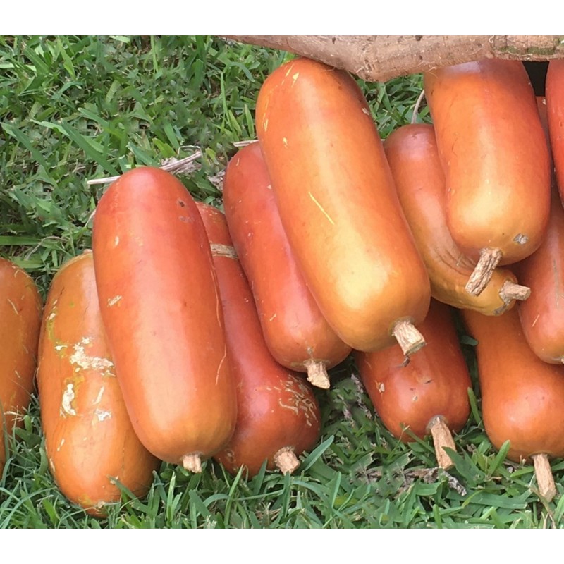 Sementes de Melão Croá ou Caboclo-Cassabanana (Sicana odorifera)