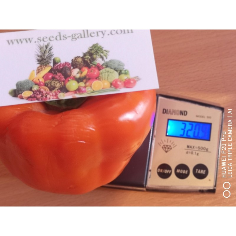 Price: €1.85 - Slatka babura seme Crveni Dzin - 