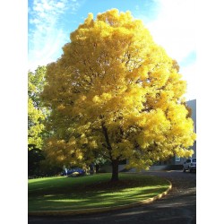 Semillas de un árbol de Fresno 1.5 - 3