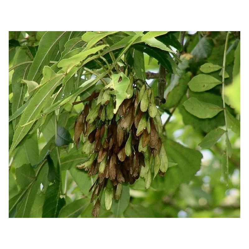Price: €1.5 - Semi di Frassino comune - 