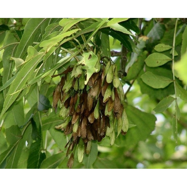 European ash Seeds - 175.934363