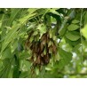 Price: €1.5 - Graines de Frêne - 