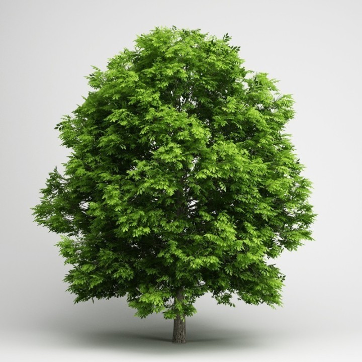 European ash Seeds - 175.934363