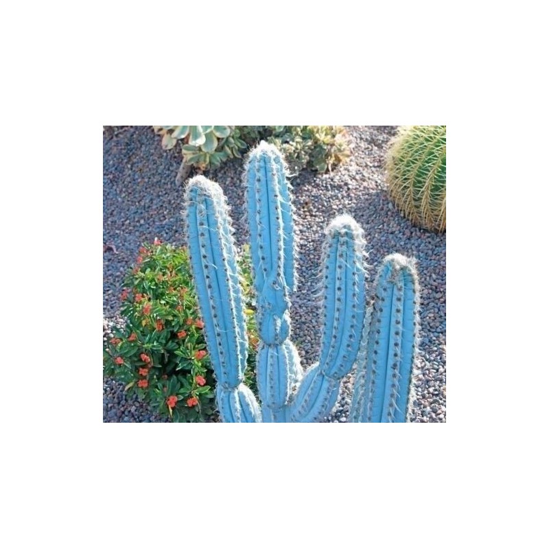 Price: €1.85 - Blue Columnar Cactus Seeds (Pilosocereus pachycladus) - 