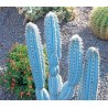 Blaue Säulenkaktus-Samen (Pilosocereus pachycladus)