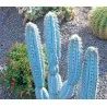 Semi di cactus blu (Pilosocereus pachycladus)