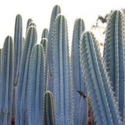 Semi di cactus blu (Pilosocereus pachycladus) 1.85 - 2