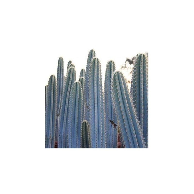 Price: €1.85 - Blue Columnar Cactus Seeds (Pilosocereus pachycladus) - 