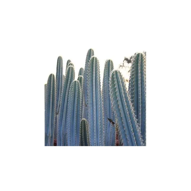 Semi di cactus blu (Pilosocereus pachycladus)