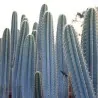 Blåkaktusfrön (Pilosocereus pachycladus)