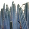 Price: €1.85 - Blue Columnar Cactus Seeds (Pilosocereus pachycladus) - 