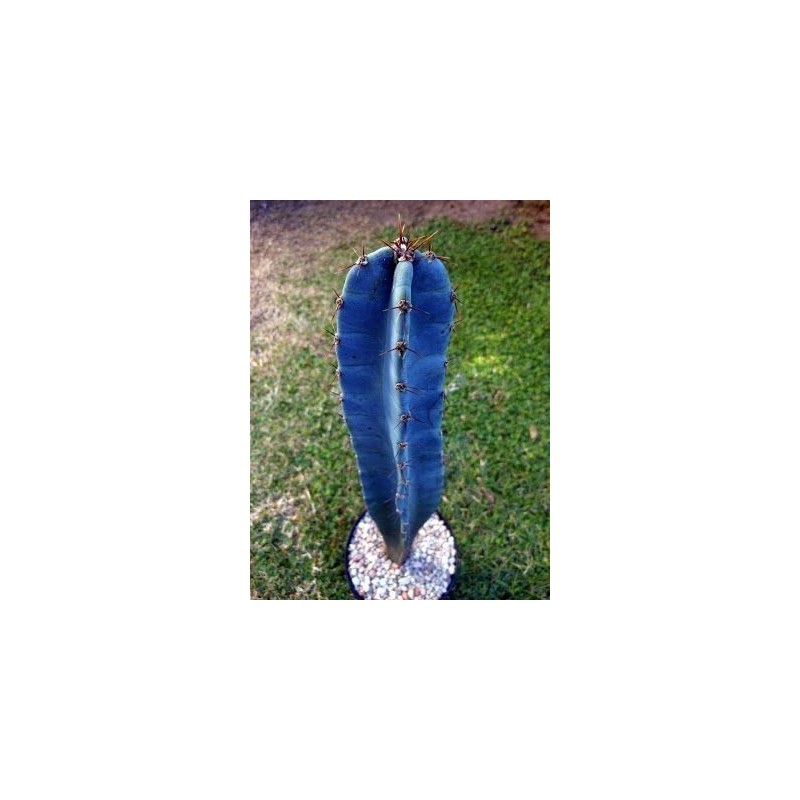 Price: €1.85 - Semillas de cactus azul (Pilosocereus pachycladus) - 