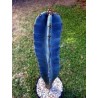 Price: €1.85 - Graines de cactus de colonne bleue (Pilosocereus pachycladus) - 