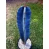 Semi di cactus blu (Pilosocereus pachycladus)