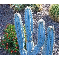 Semi di cactus blu (Pilosocereus pachycladus) 1.85 - 4