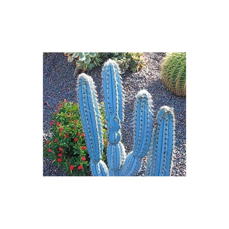 Semi di cactus blu (Pilosocereus pachycladus)