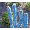 Blaue Säulenkaktus-Samen (Pilosocereus pachycladus)