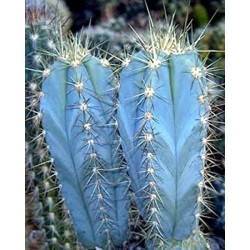Blue Columnar Cactus Seeds (Pilosocereus pachycladus) 1.85 - 5