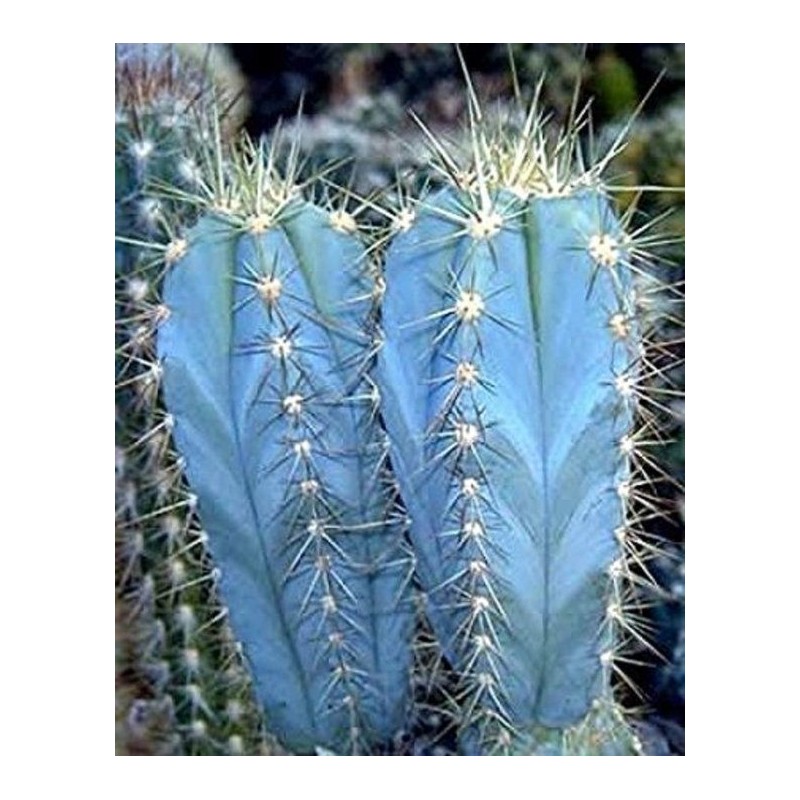 Price: €1.85 - Blue Columnar Cactus Seeds (Pilosocereus pachycladus) - 