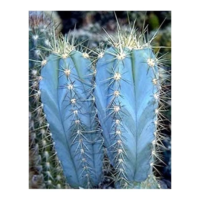 Semi di cactus blu (Pilosocereus pachycladus)