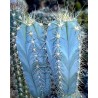 Price: €1.85 - Blue Columnar Cactus Seeds (Pilosocereus pachycladus) - 