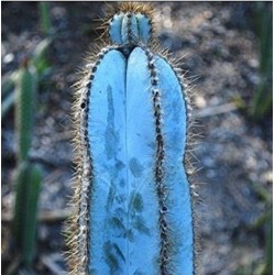Blue Columnar Cactus Seeds (Pilosocereus pachycladus) 1.85 - 6