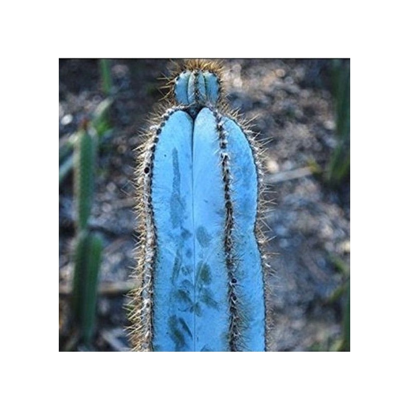 Price: €1.85 - Blue Columnar Cactus Seeds (Pilosocereus pachycladus) - 