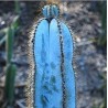 Blaue Säulenkaktus-Samen (Pilosocereus pachycladus)