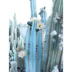 Semi di cactus blu (Pilosocereus pachycladus) 1.85 - 7