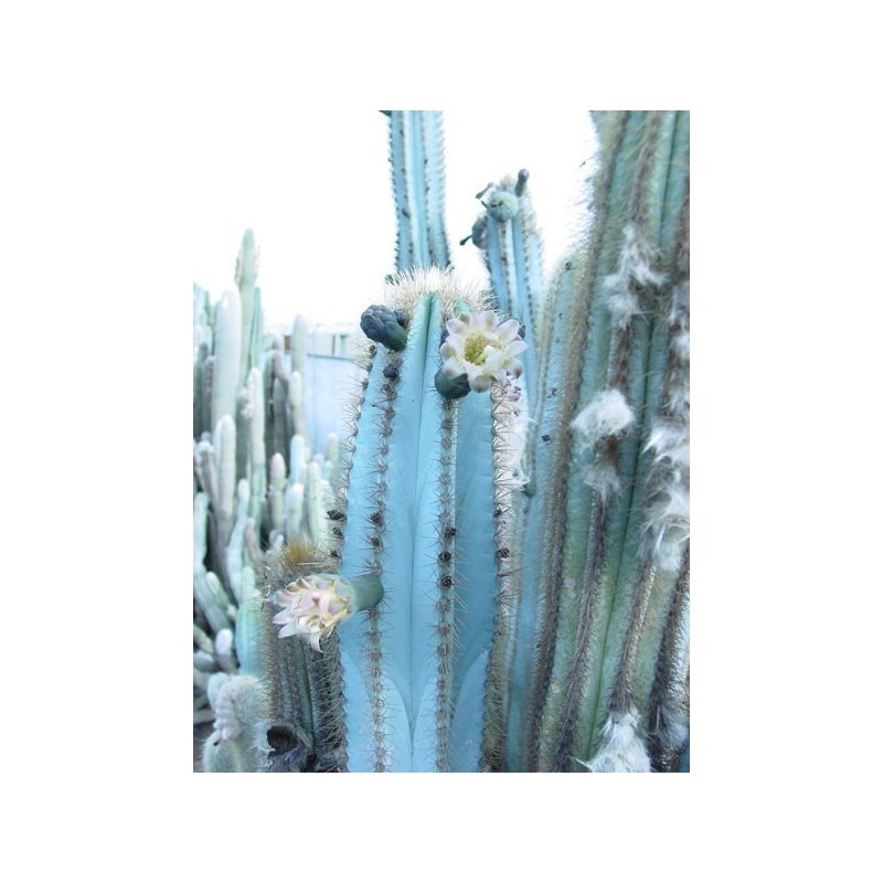 Blaue Säulenkaktus-Samen (Pilosocereus pachycladus)
