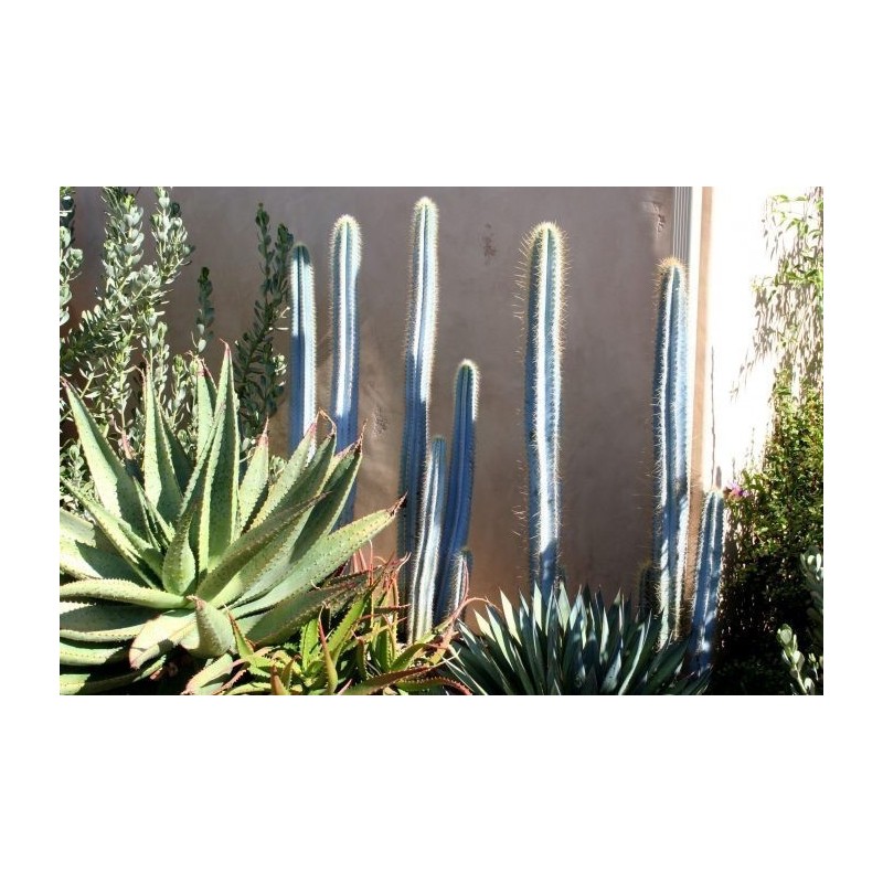 Blaue Säulenkaktus-Samen (Pilosocereus pachycladus)