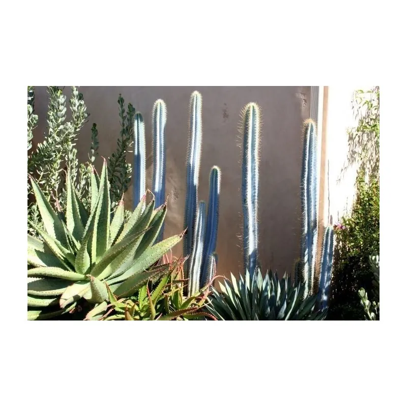 Semi di cactus blu (Pilosocereus pachycladus)