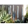 Semi di cactus blu (Pilosocereus pachycladus)