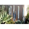 Price: €1.85 - Semillas de cactus azul (Pilosocereus pachycladus) - 