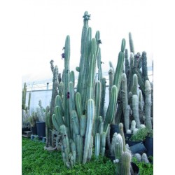 Seme Plavog kaktusa Blue Columnar (Pilosocereus pachycladus) 1.85 - 9