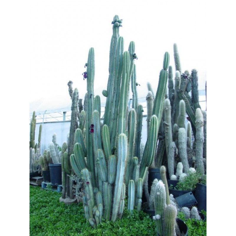 Price: €1.85 - Blue Columnar Cactus Seeds (Pilosocereus pachycladus) - 
