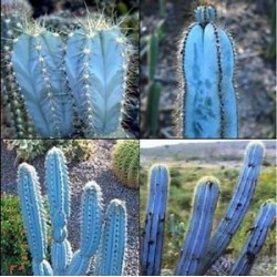 Semi di cactus blu (Pilosocereus pachycladus) 1.85 - 10