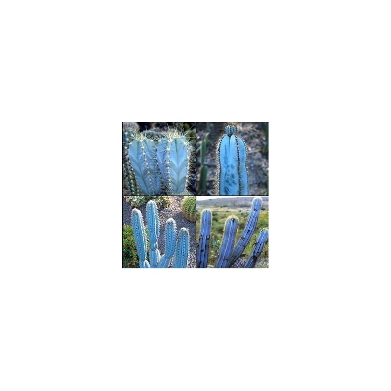 Price: €1.85 - Blue Columnar Cactus Seeds (Pilosocereus pachycladus) - 