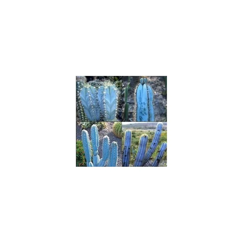 Semi di cactus blu (Pilosocereus pachycladus)
