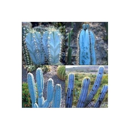 Blaue Säulenkaktus-Samen (Pilosocereus pachycladus)