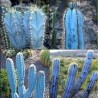 Price: €1.85 - Blue Columnar Cactus Seeds (Pilosocereus pachycladus) - 