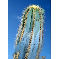 Blue Columnar Cactus Seeds (Pilosocereus pachycladus) 1.85 - 11