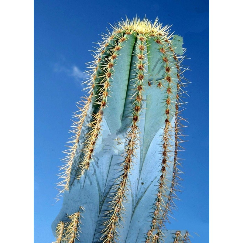 Price: €1.85 - Semillas de cactus azul (Pilosocereus pachycladus) - 