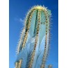Price: €1.85 - Graines de cactus de colonne bleue (Pilosocereus pachycladus) - 