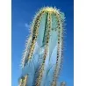Semi di cactus blu (Pilosocereus pachycladus)