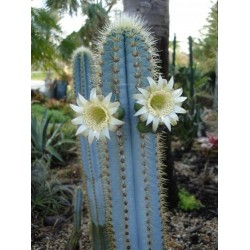 Blaue Säulenkaktus-Samen (Pilosocereus pachycladus) 1.85 - 15